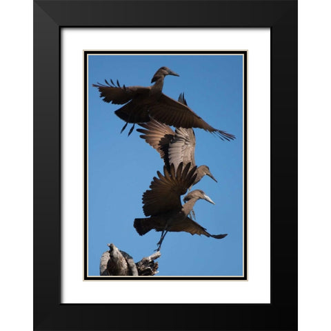 Hammerkops in flight Black Modern Wood Framed Art Print with Double Matting by Bennion, Scott