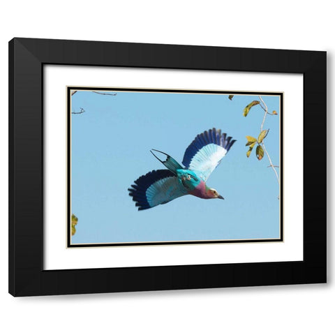 Lilac Breasted Roller Black Modern Wood Framed Art Print with Double Matting by Bennion, Scott