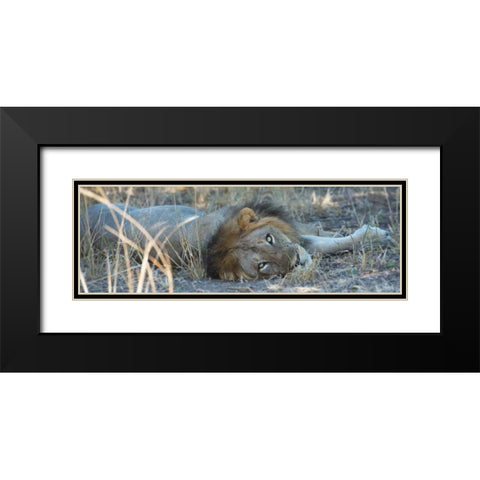 Napping With Open Eyes Black Modern Wood Framed Art Print with Double Matting by Bennion, Scott