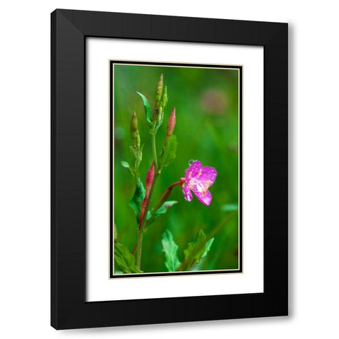 Spring Flower Black Modern Wood Framed Art Print with Double Matting by Bennion, Scott