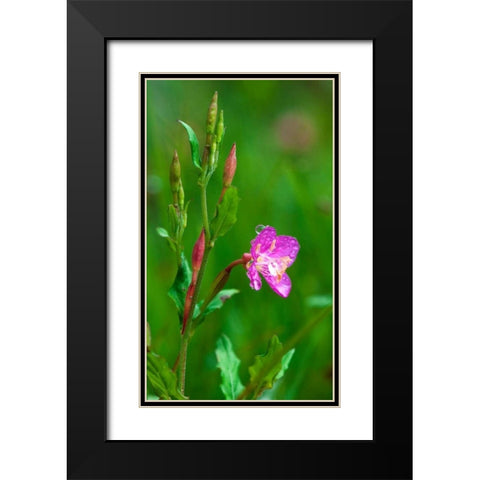 Spring Flower Black Modern Wood Framed Art Print with Double Matting by Bennion, Scott