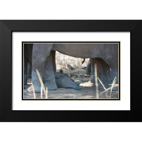 Sleeping Baby Black Modern Wood Framed Art Print with Double Matting by Bennion, Scott