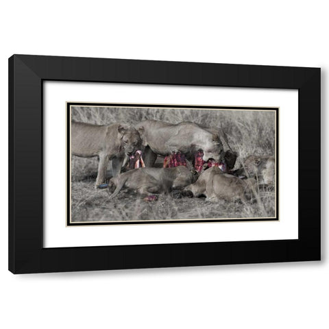 South Luangwa Lions Black Modern Wood Framed Art Print with Double Matting by Bennion, Scott