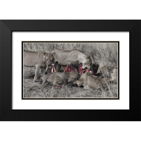 South Luangwa Lions Black Modern Wood Framed Art Print with Double Matting by Bennion, Scott