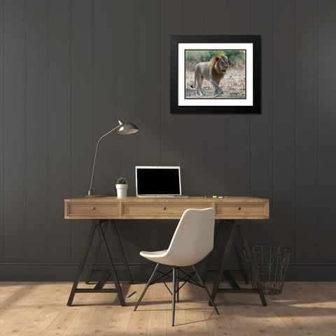 South Luangwa Lion Black Modern Wood Framed Art Print with Double Matting by Bennion, Scott