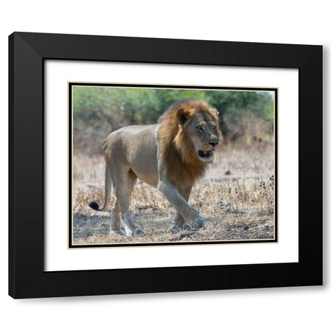 South Luangwa Lion Black Modern Wood Framed Art Print with Double Matting by Bennion, Scott