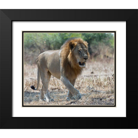South Luangwa Lion Black Modern Wood Framed Art Print with Double Matting by Bennion, Scott