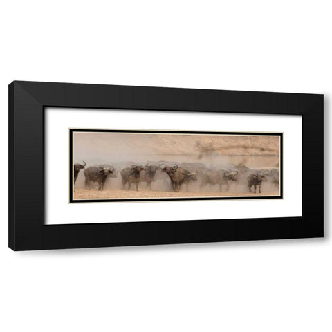 Spooked Buffalo Black Modern Wood Framed Art Print with Double Matting by Bennion, Scott