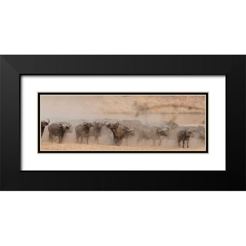 Spooked Buffalo Black Modern Wood Framed Art Print with Double Matting by Bennion, Scott