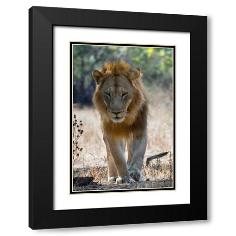 The King Black Modern Wood Framed Art Print with Double Matting by Bennion, Scott