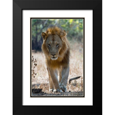 The King Black Modern Wood Framed Art Print with Double Matting by Bennion, Scott