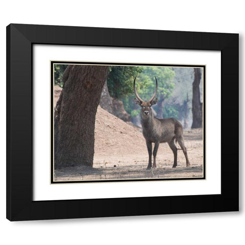 Waterbuck Black Modern Wood Framed Art Print with Double Matting by Bennion, Scott