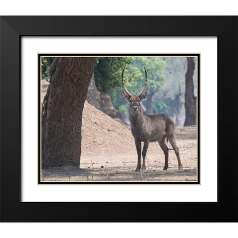 Waterbuck Black Modern Wood Framed Art Print with Double Matting by Bennion, Scott