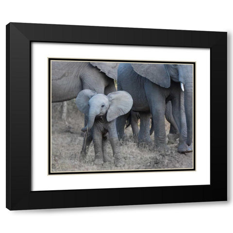 Young Elephant Black Modern Wood Framed Art Print with Double Matting by Bennion, Scott