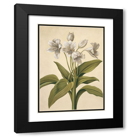 Lilies I Black Modern Wood Framed Art Print with Double Matting by Huntington, Virginia