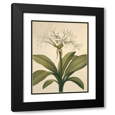 Lilies II Black Modern Wood Framed Art Print with Double Matting by Huntington, Virginia