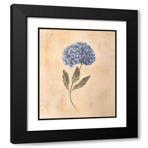 Hydrangea Black Modern Wood Framed Art Print with Double Matting by Huntington, Virginia