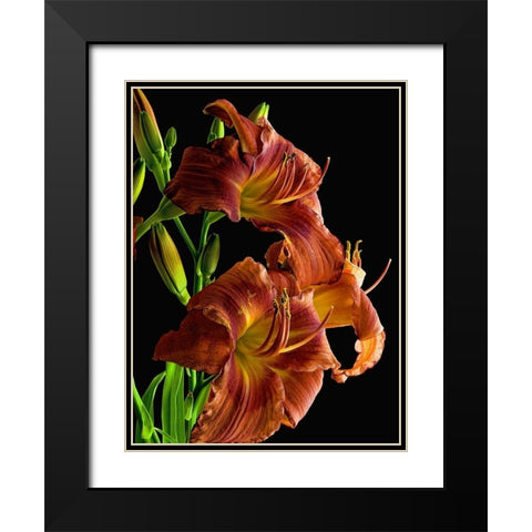 Daylily Black Modern Wood Framed Art Print with Double Matting by Reynolds, Richard