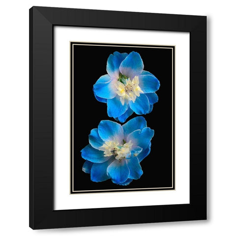 Candle Delphinium Black Modern Wood Framed Art Print with Double Matting by Reynolds, Richard
