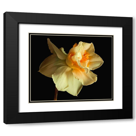 Daffodil Black Modern Wood Framed Art Print with Double Matting by Reynolds, Richard
