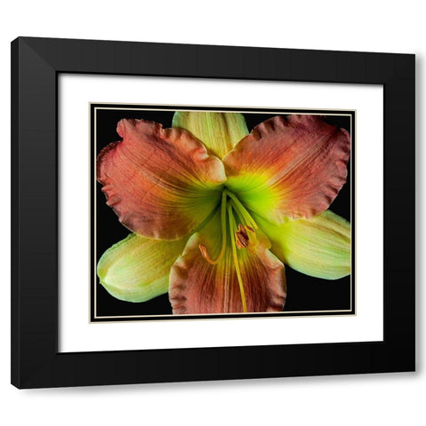 Daylily 2 Black Modern Wood Framed Art Print with Double Matting by Reynolds, Richard