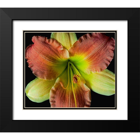Daylily 2 Black Modern Wood Framed Art Print with Double Matting by Reynolds, Richard
