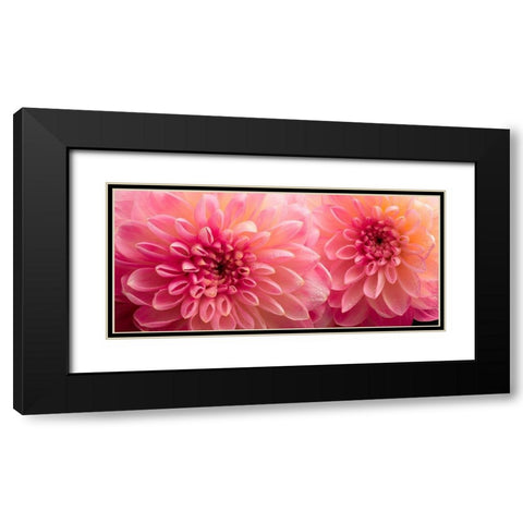 Dahlia 6 Black Modern Wood Framed Art Print with Double Matting by Reynolds, Richard