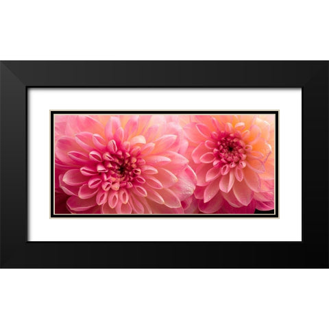 Dahlia 6 Black Modern Wood Framed Art Print with Double Matting by Reynolds, Richard