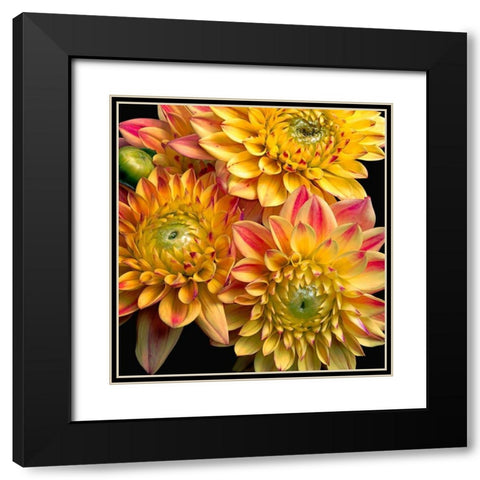 Dahlias Black Modern Wood Framed Art Print with Double Matting by Reynolds, Richard
