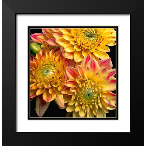 Dahlias Black Modern Wood Framed Art Print with Double Matting by Reynolds, Richard