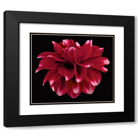 Dahlia 2 Black Modern Wood Framed Art Print with Double Matting by Reynolds, Richard
