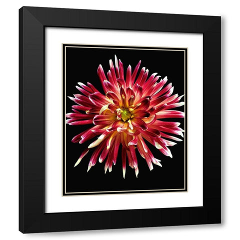 Dahlia 4 Black Modern Wood Framed Art Print with Double Matting by Reynolds, Richard