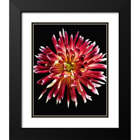 Dahlia 4 Black Modern Wood Framed Art Print with Double Matting by Reynolds, Richard