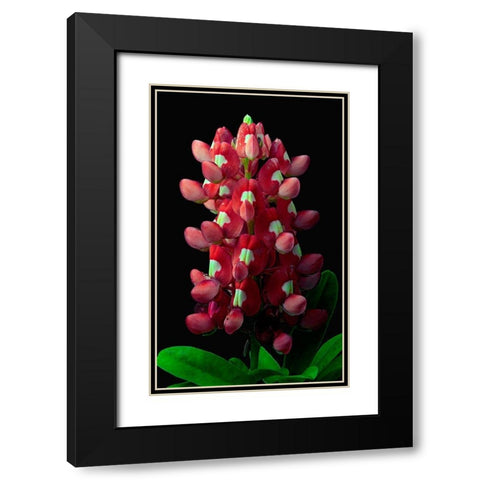 Aggie Bluebonnet Black Modern Wood Framed Art Print with Double Matting by Reynolds, Richard
