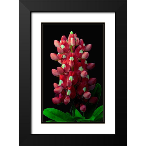 Aggie Bluebonnet Black Modern Wood Framed Art Print with Double Matting by Reynolds, Richard