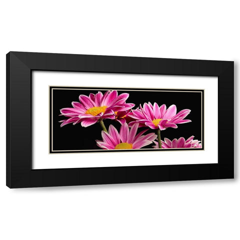 African Daisy Black Modern Wood Framed Art Print with Double Matting by Reynolds, Richard