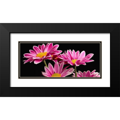 African Daisy Black Modern Wood Framed Art Print with Double Matting by Reynolds, Richard