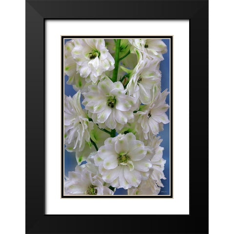 Delphinium Double Innocence Black Modern Wood Framed Art Print with Double Matting by Reynolds, Richard
