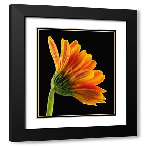 Gerbera Daisy Black Modern Wood Framed Art Print with Double Matting by Reynolds, Richard