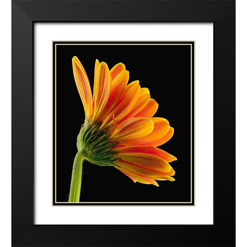 Gerbera Daisy Black Modern Wood Framed Art Print with Double Matting by Reynolds, Richard