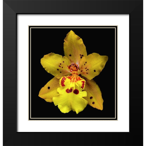 Orchid Odontocidium - Mayfair Black Modern Wood Framed Art Print with Double Matting by Reynolds, Richard