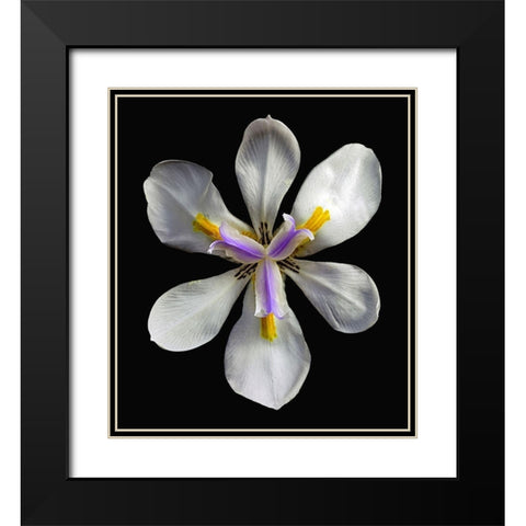 Variegated Cape Iris - Variegata Black Modern Wood Framed Art Print with Double Matting by Reynolds, Richard