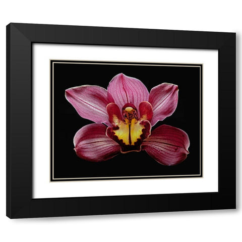 Orchid Eikoh Black Modern Wood Framed Art Print with Double Matting by Reynolds, Richard