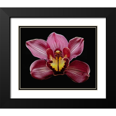 Orchid Eikoh Black Modern Wood Framed Art Print with Double Matting by Reynolds, Richard