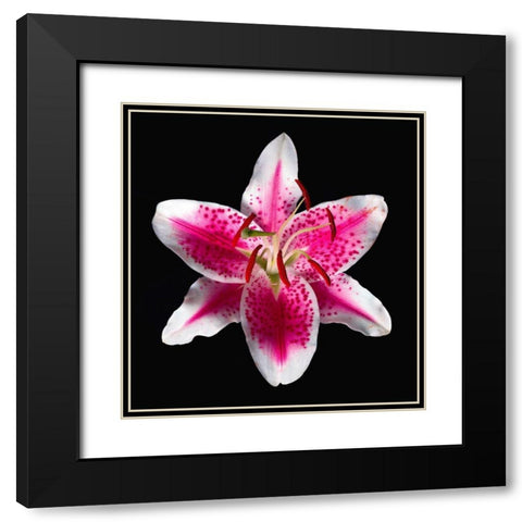 Oriental Lily ~ Stargazer Black Modern Wood Framed Art Print with Double Matting by Reynolds, Richard