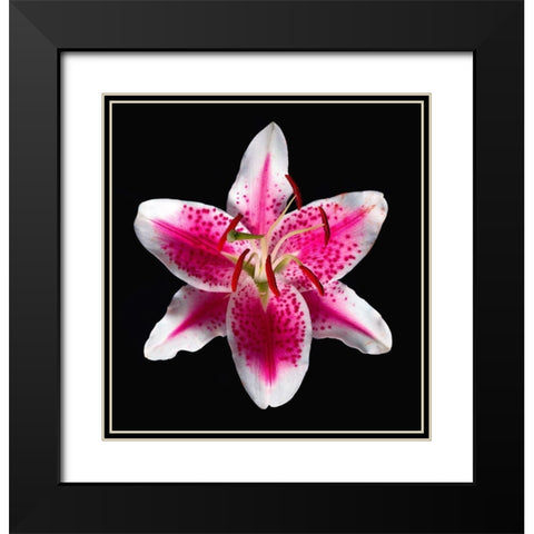 Oriental Lily ~ Stargazer Black Modern Wood Framed Art Print with Double Matting by Reynolds, Richard