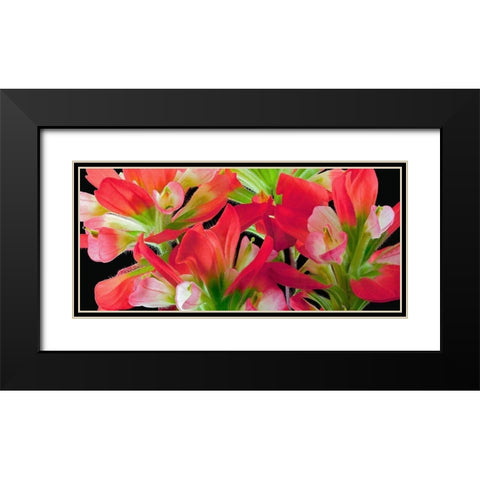 Indian Paintbrush Black Modern Wood Framed Art Print with Double Matting by Reynolds, Richard
