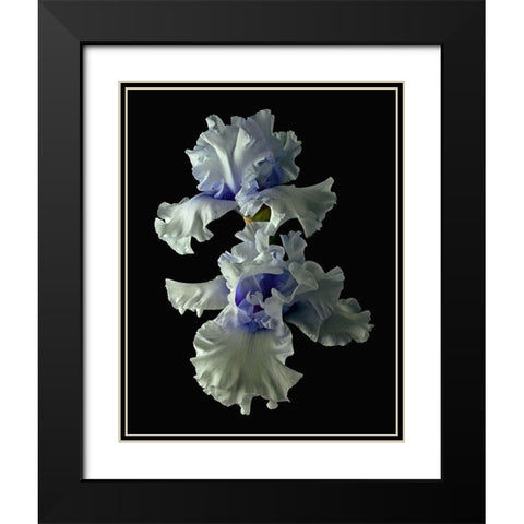 Tall Bearded Iris - Willamette Mist Black Modern Wood Framed Art Print with Double Matting by Reynolds, Richard