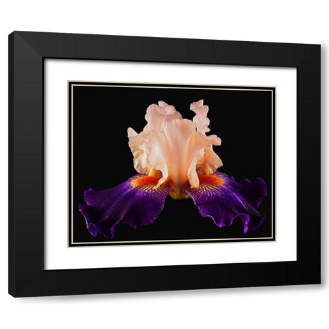 Tall Bearded Iris Zandra Black Modern Wood Framed Art Print with Double Matting by Reynolds, Richard