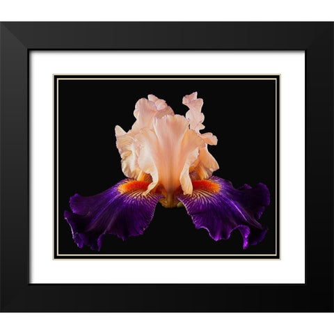 Tall Bearded Iris Zandra Black Modern Wood Framed Art Print with Double Matting by Reynolds, Richard